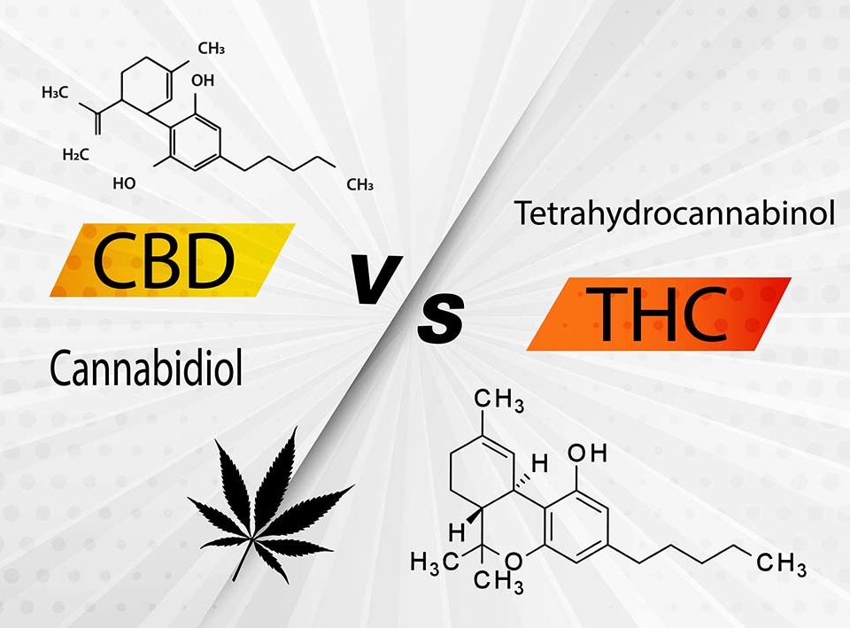 cbd vs thc